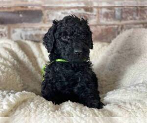 Main photo of Poodle (Standard) Dog Breeder near N PLAINFIELD, NJ, USA