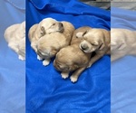 Small breeder photo