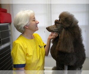 Poodle (Toy) Dog Breeder near ADAMSVILLE, TN, USA