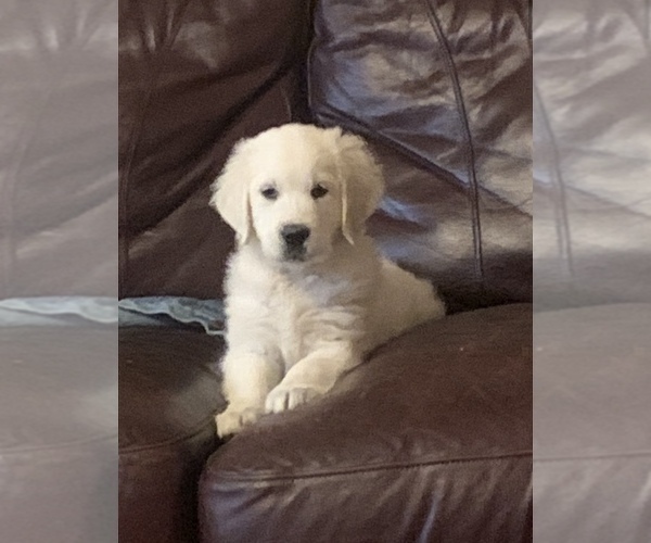 Medium Photo #1  Breeder Profile in HIDDENITE, NC, USA