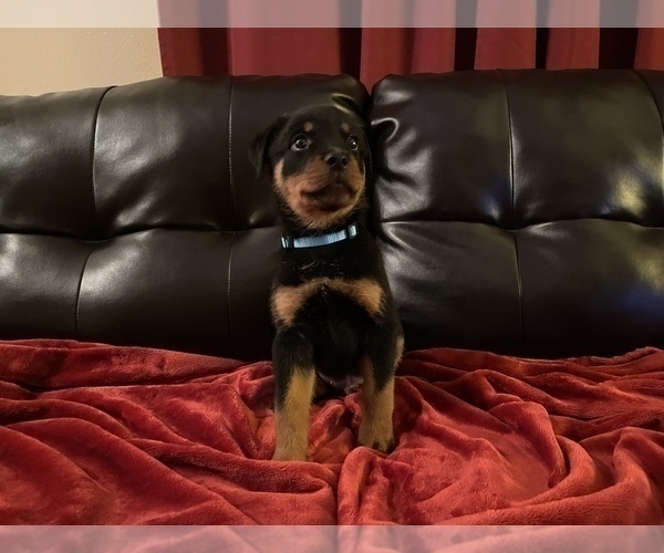Medium Photo #10  Breeder Profile in PALM BAY, FL, USA