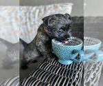 Small #8 Breeder Profile image