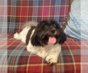 Havanese Dog Breeder near WEST CONCORD, MN, USA