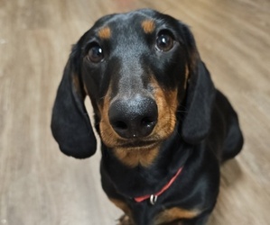 Dachshund Dog Breeder near SENATOBIA, MS, USA