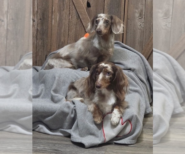 Medium Photo #28  Breeder Profile in CASSVILLE, MO, USA