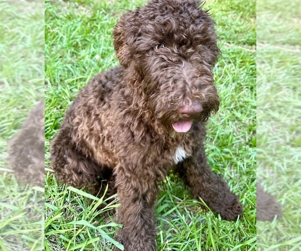 Medium Photo #1  Breeder Profile in DALLAS, GA, USA