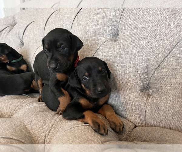 Medium Photo #1  Breeder Profile in YUMA, AZ, USA