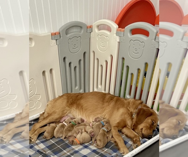 Medium Photo #1  Breeder Profile in INVERNESS, FL, USA