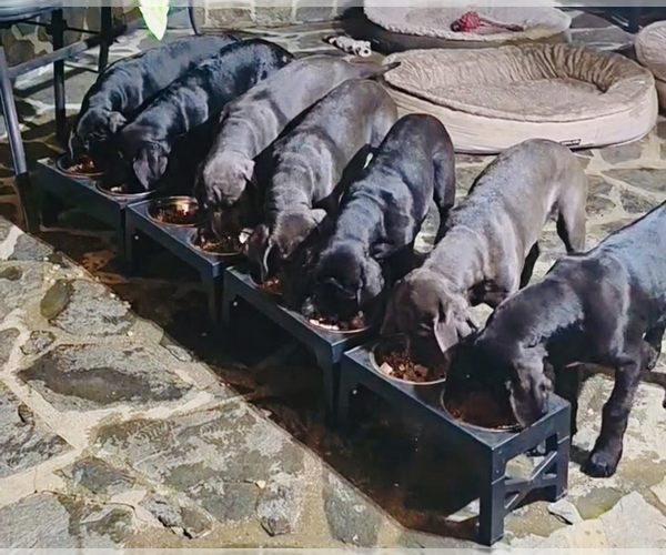 Medium Photo #3  Breeder Profile in WOODLAND HILLS, CA, USA