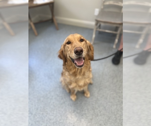 Medium Photo #1  Breeder Profile in POLLOCK PINES, CA, USA