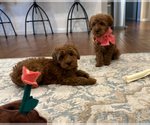 Small #2 Breeder Profile image