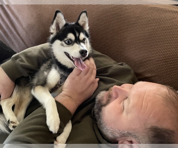 Medium Photo #46  Breeder Profile in VENUS, PA, USA