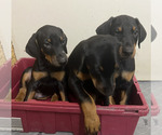 Small #3 Breeder Profile image