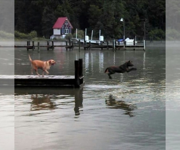 Medium Photo #1  Breeder Profile in CHARLOTTE HALL, MD, USA
