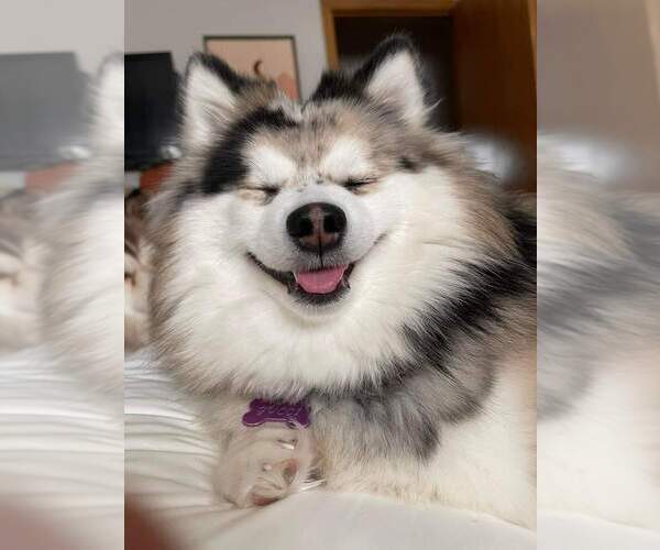 Medium Photo #62  Breeder Profile in BURNS TOWNSHIP, MN, USA