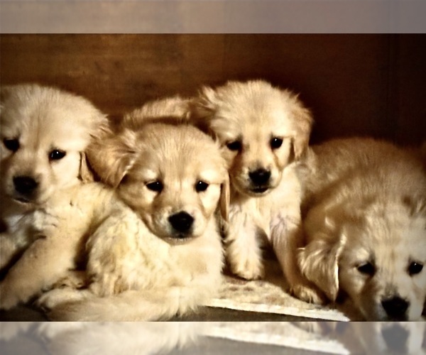 Medium Photo #13  Breeder Profile in HIDALGO, IL, USA