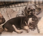 Small #32 Breeder Profile image