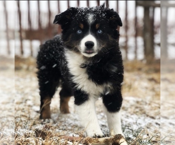 Medium Photo #6  Breeder Profile in SANDY VALLEY, NV, USA