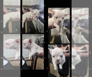 French Bulldog Dog Breeder near LEXINGTON, KY, USA