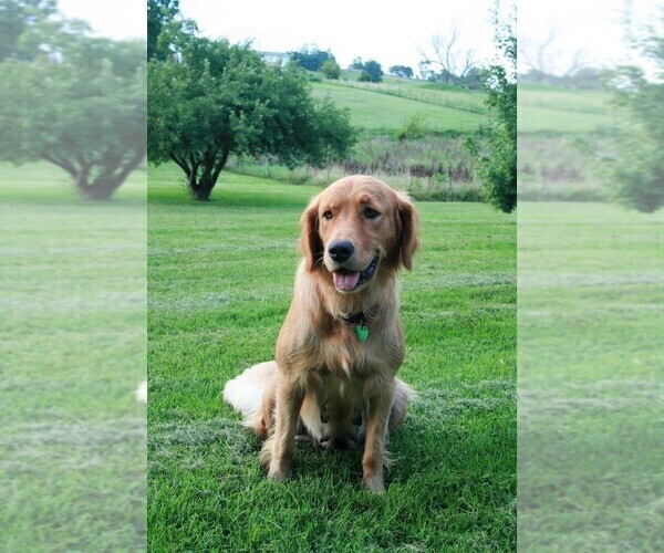 Medium Photo #1  Breeder Profile in STUARTS DRAFT, VA, USA