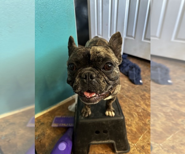 Medium Photo #11  Breeder Profile in MARICOPA, AZ, USA