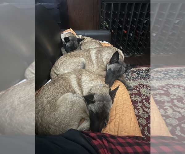 Medium Photo #20  Breeder Profile in WILLIAMS, CA, USA