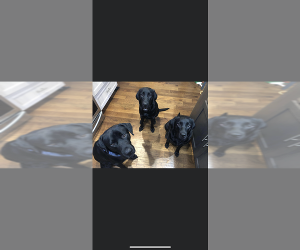 Medium Photo #1  Breeder Profile in PORT HURON, MI, USA