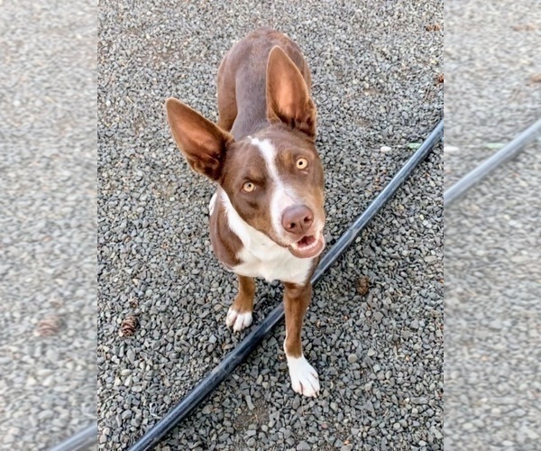 Medium Photo #8  Breeder Profile in CAMAS, WA, USA