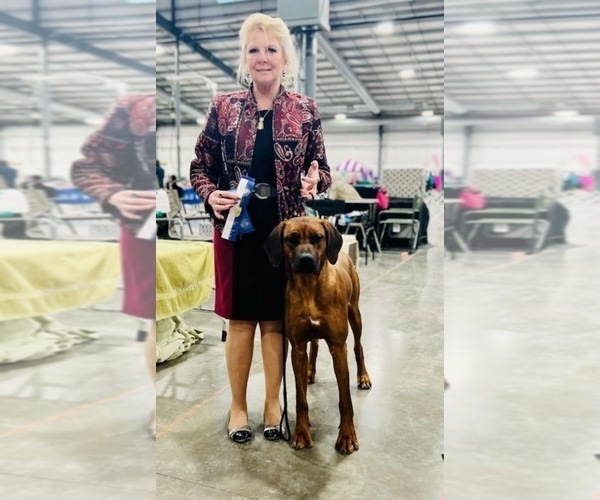 Medium Photo #17  Breeder Profile in ONEIDA, TN, USA