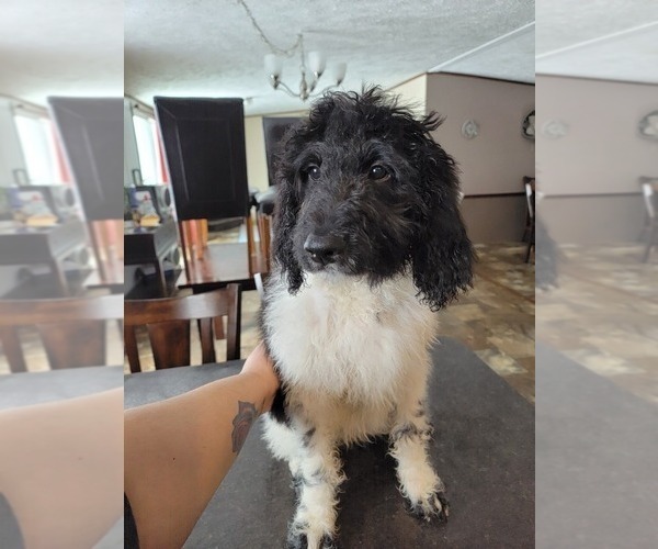Medium Photo #1  Breeder Profile in ALDIE, VA, USA