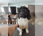 Small breeder photo