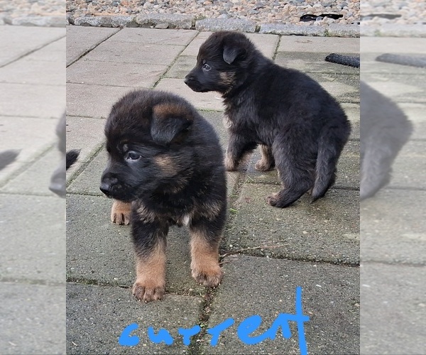 Medium Photo #3  Breeder Profile in WEST YARMOUTH, MA, USA