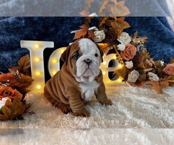 Medium Photo #5  Breeder Profile in OOLOGAH, OK, USA