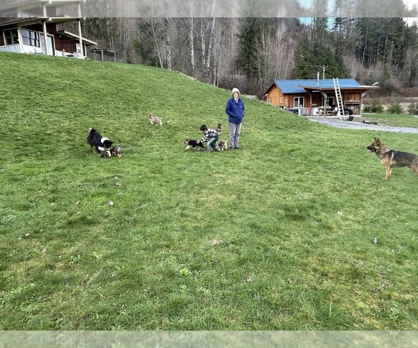 Medium Photo #16  Breeder Profile in DEMING, WA, USA