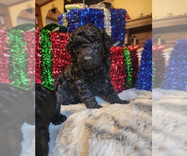Medium Photo #5  Breeder Profile in NEENAH, WI, USA