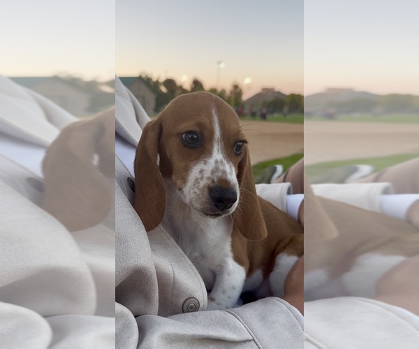 Medium Photo #1  Breeder Profile in CASTLE PINES, CO, USA