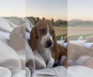 Beagle Dog Breeder near CASTLE PINES, CO, USA