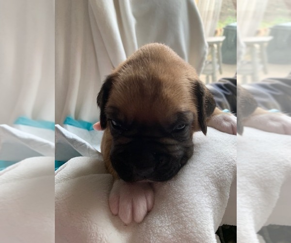 Medium Photo #5  Breeder Profile in FAIRFIELD, CA, USA