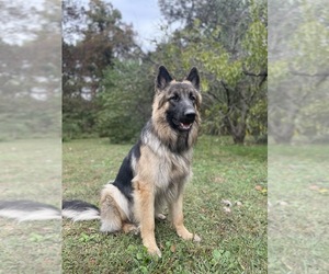 German Shepherd Dog Dog Breeder near ELKLAND, MO, USA