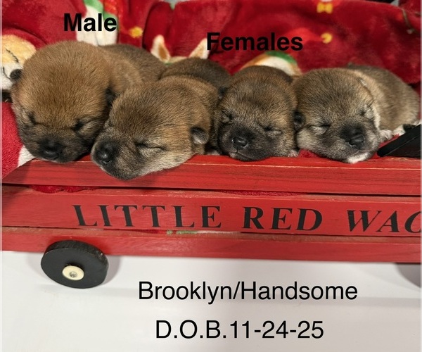 Medium Photo #15  Breeder Profile in THOMASTON, GA, USA