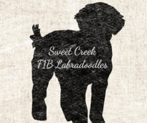 Labradoodle-Poodle (Standard) Mix Dog Breeder near ROGERSVILLE, MO, USA
