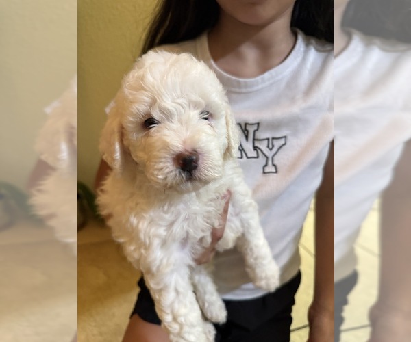 Medium Photo #15  Breeder Profile in SAN ANTONIO, TX, USA