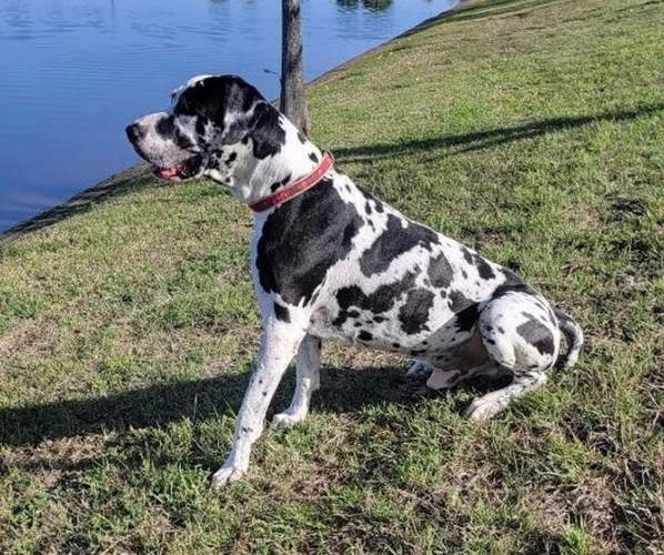 Medium Photo #1  Breeder Profile in PEARLAND, TX, USA