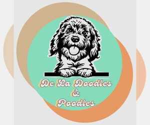 Goldendoodle Dog Breeder near WALNUT GROVE, CA, USA
