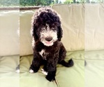 Small #1 Breeder Profile image