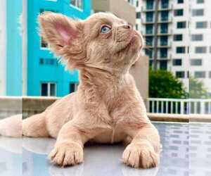 French Bulldog Dog Breeder near MIAMI, FL, USA