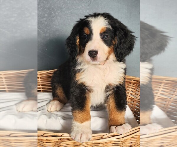 Medium Photo #3  Breeder Profile in WEBSTER, MN, USA