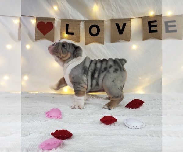 Medium Photo #1  Breeder Profile in WAXAHACHIE, TX, USA