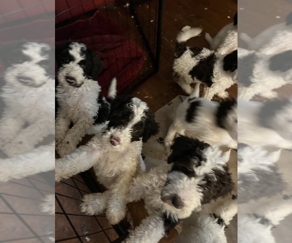 Medium Photo #6  Breeder Profile in AIKEN, SC, USA