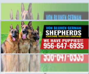 Main photo of German Shepherd Dog Dog Breeder near WESLACO, TX, USA